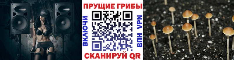 мега как войти Севастополь Псилоцибиновые грибы Psilocybine cubensis